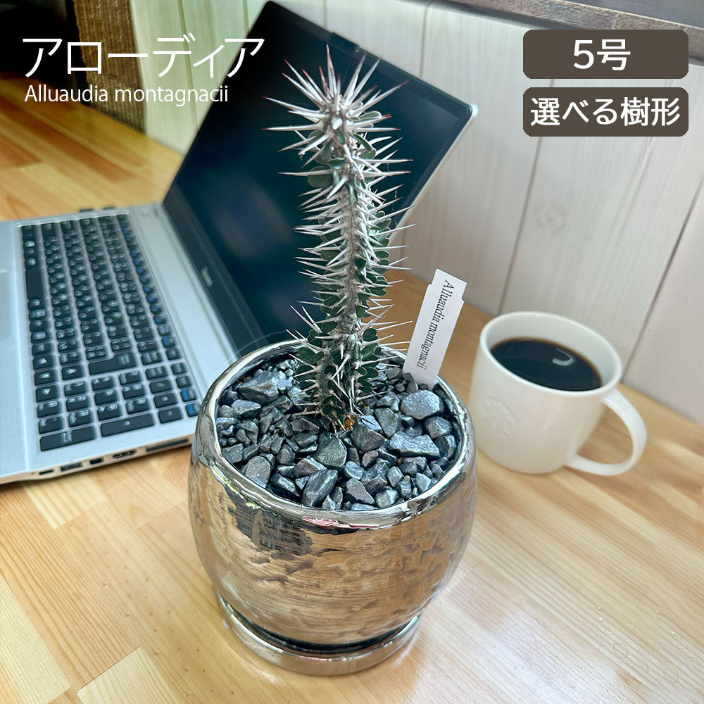 アローディア モンタグナッキー 5号 【現品】 選べる樹形 シルバー陶器