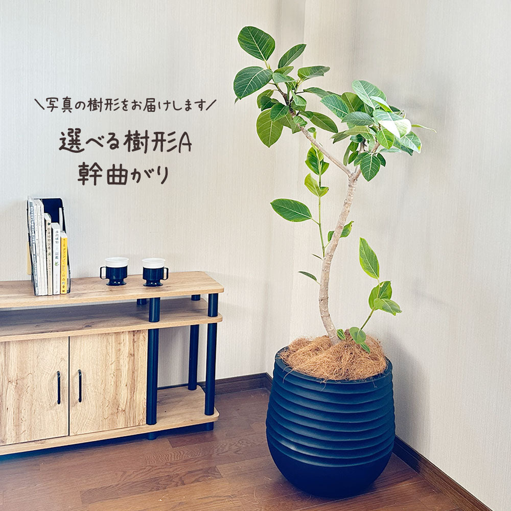 宝石のような観葉植物のお店 【Jewelry Plant】 ゴムの木 フィカス