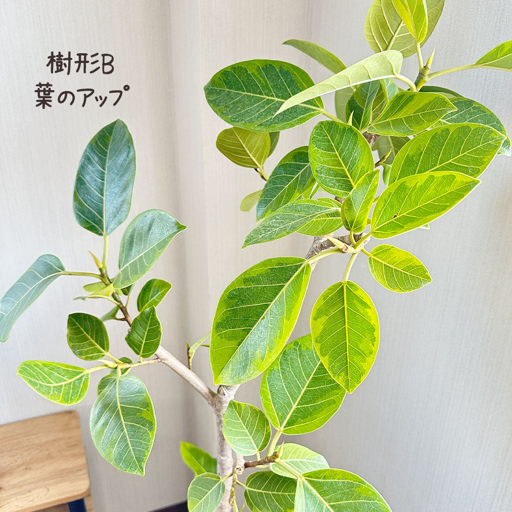 宝石のような観葉植物のお店 【Jewelry Plant】 ゴムの木 フィカス