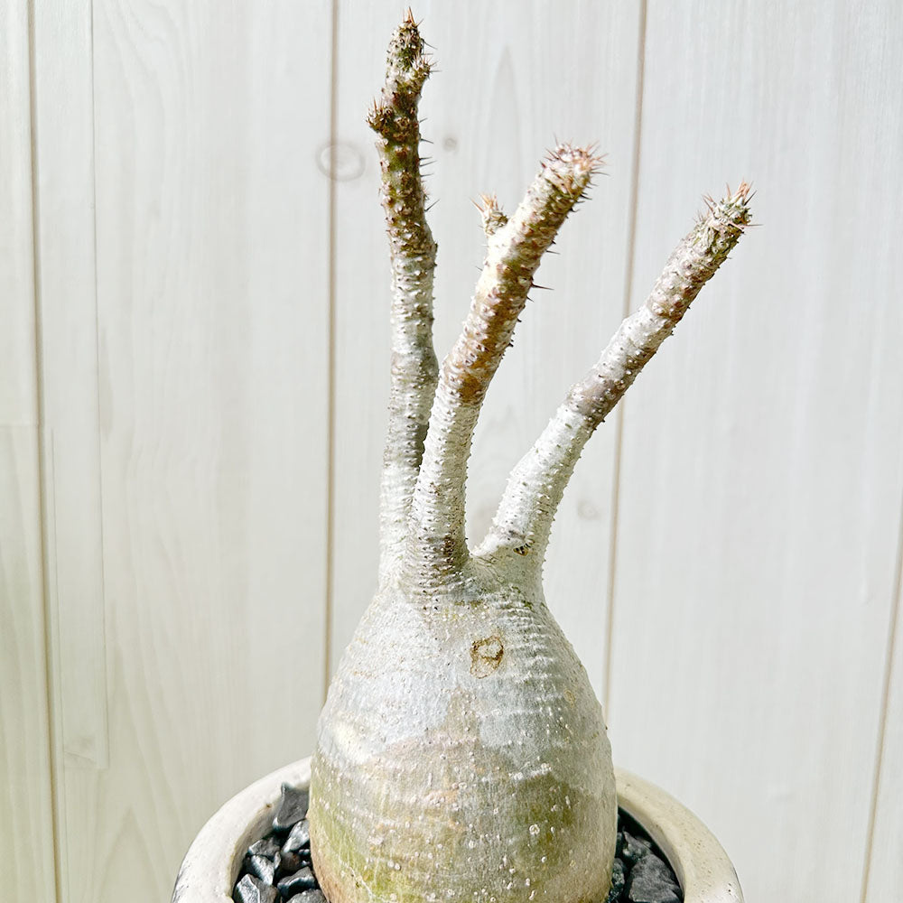 宝石のような観葉植物のお店 【Jewelry Plant】 【希少品種