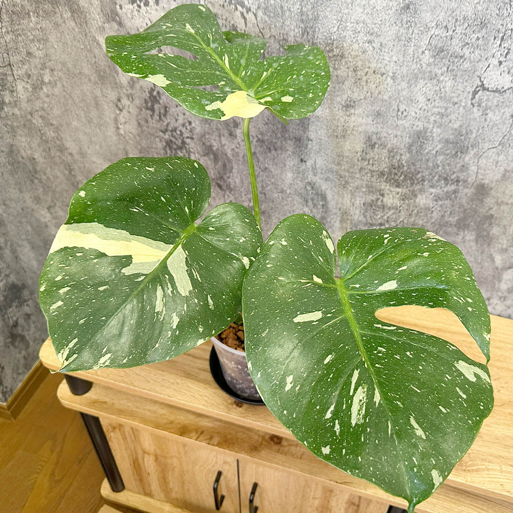 宝石のような観葉植物のお店 【Jewelry Plant】 【希少品種