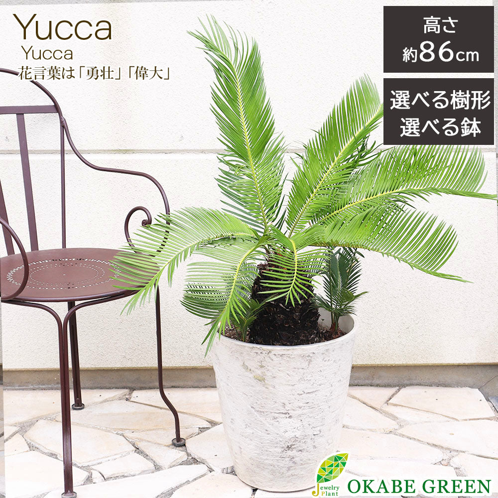 宝石のような観葉植物のお店 【Jewelry Plant】 ソテツ 11号 【現品