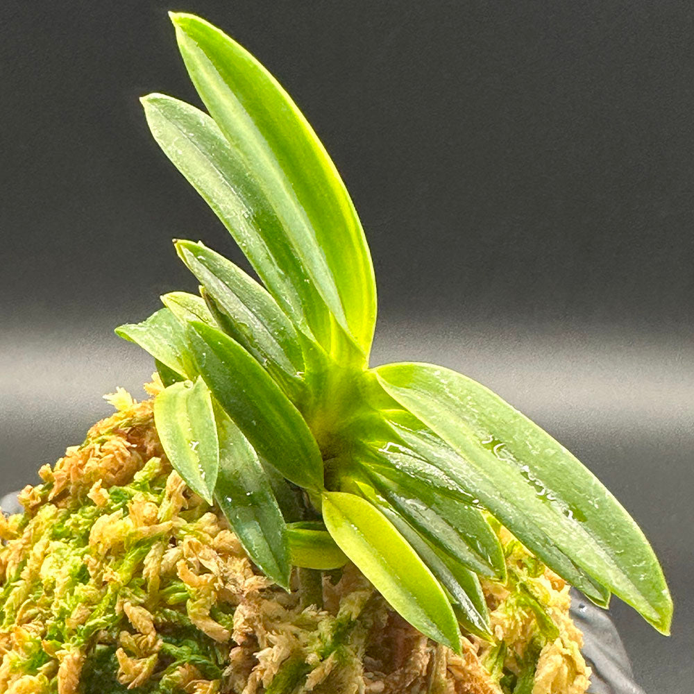 富貴蘭 風蘭 蘭 夢幻錦 むげんにしき 5本立 【現品】 T729 フウキラン