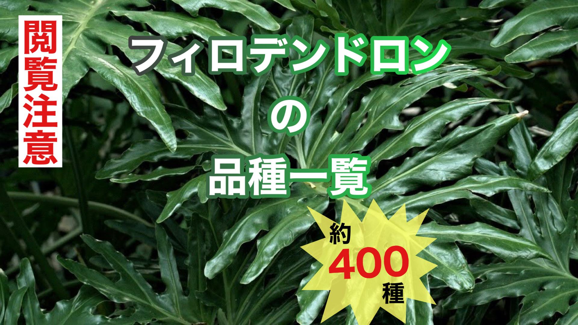 フィロデンドロン 種類や品種一覧 希少種やレア品種を含む400種以上の