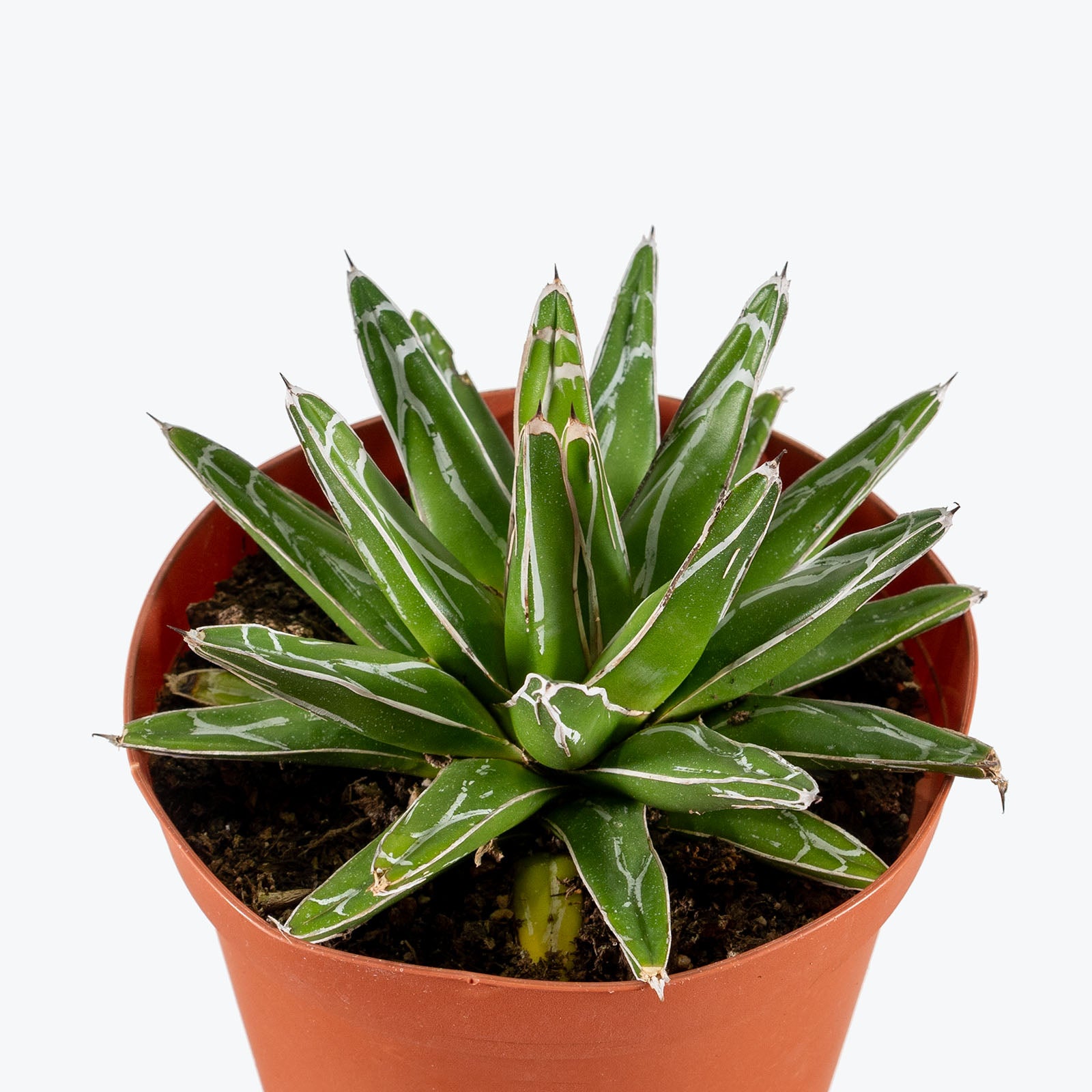 Agave Victoriae Reginae | Care Guide and Pro Tips - Delivery from