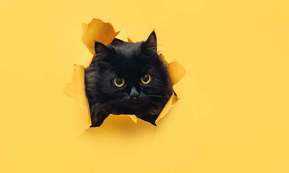 ヤマト運輸のロゴはなぜ黒猫？その由来を調べてみた！ -｜ジョブライセンス