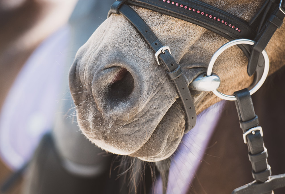 正しく覚えて使いこなそう！ハミの種類、使い方