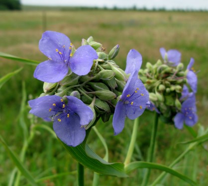 Spiderworts: The Mid Summer Blues - John W Wenzel