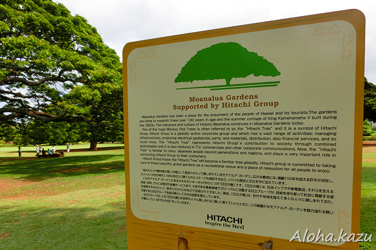 この木なんの木日立の樹の詳細と行き方 │ はじめてのハワイ〜オアフ島