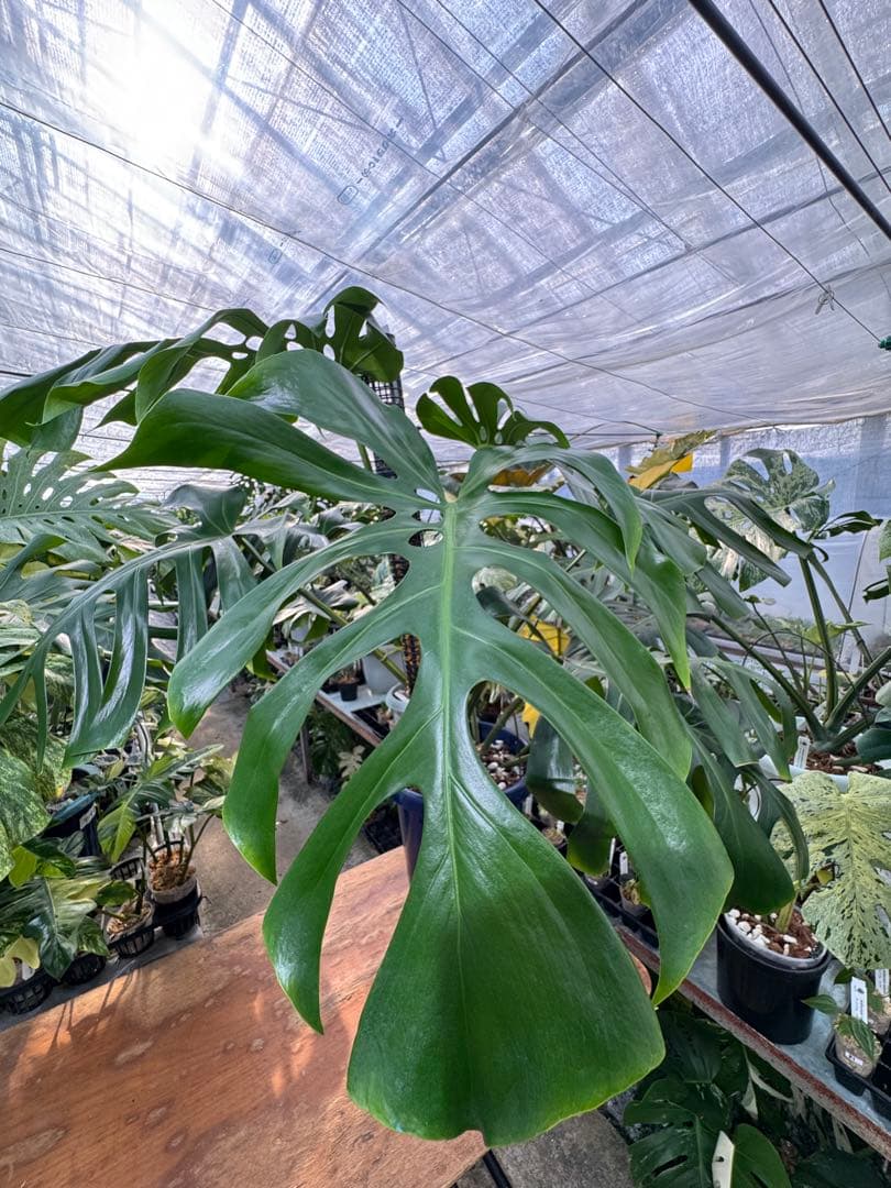 特別なコレクション – JolieNursery