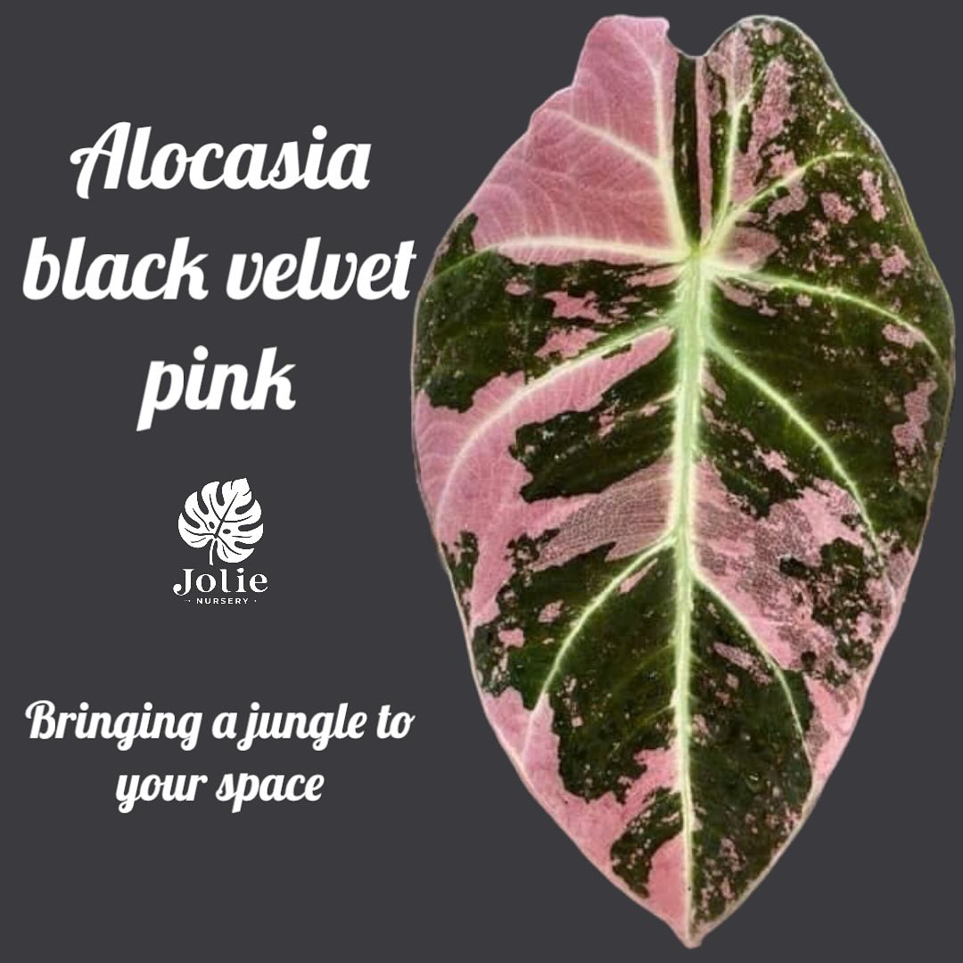 アロカシア ブラックベルベット ピンク 斑入り 2号【漆黒の葉に映える