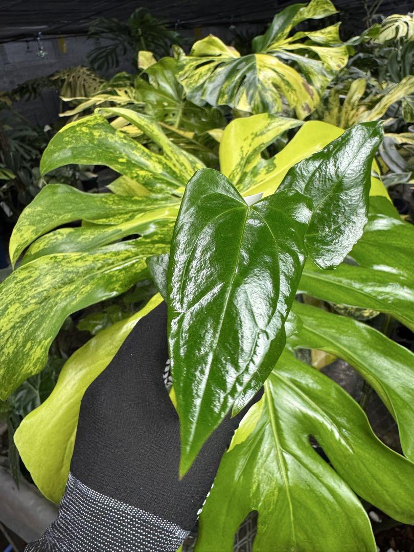 アンスリウム パピリラミナム 'ブルー' × 'エックスワン' 2号