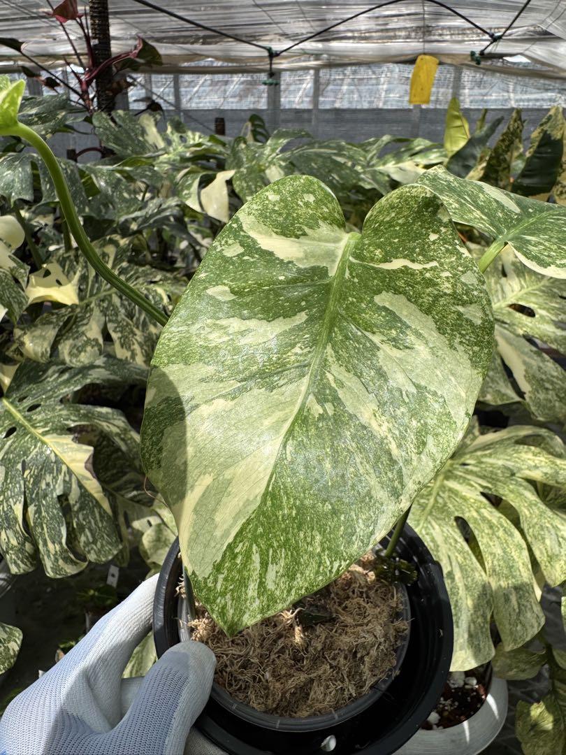 モンステラ レガシー カット苗 しっかり発根・健康株 – JolieNursery