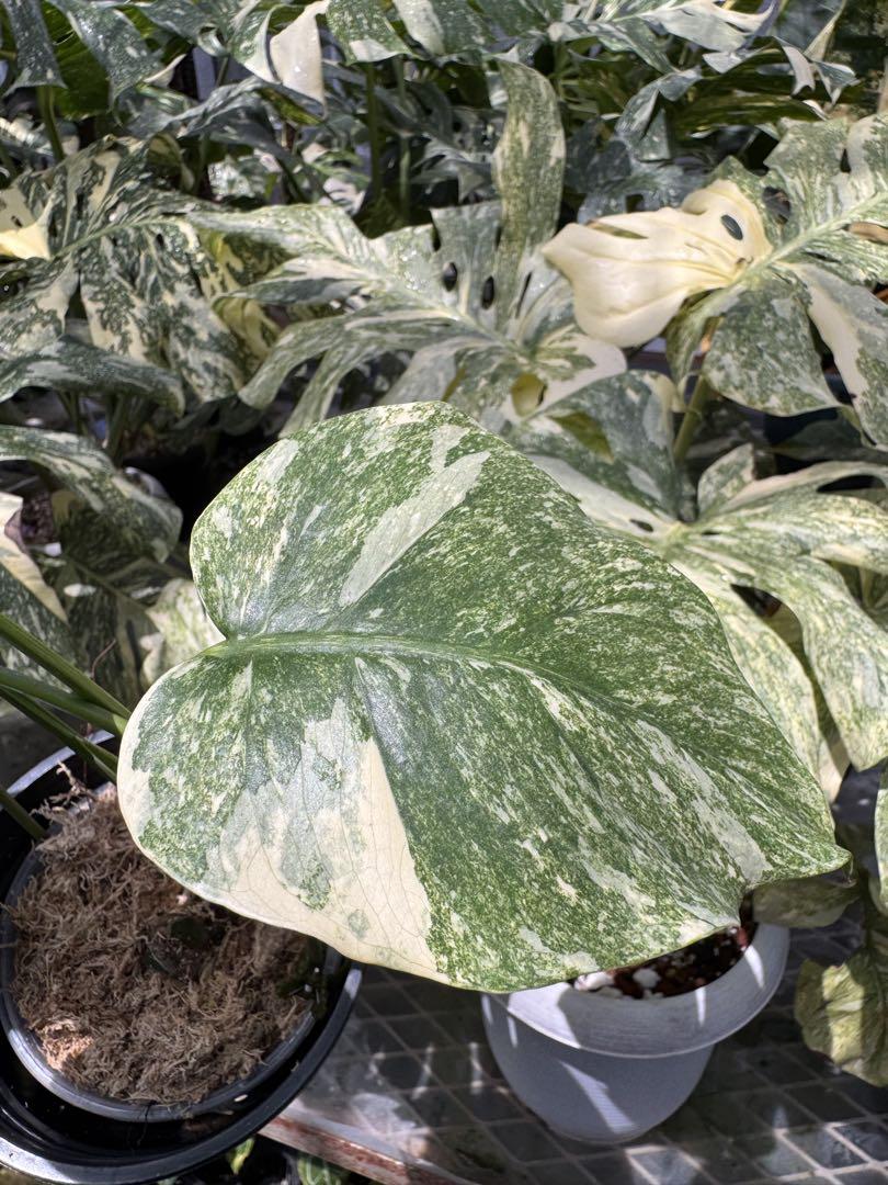 モンステラ レガシー カット苗 しっかり発根・健康株 – JolieNursery