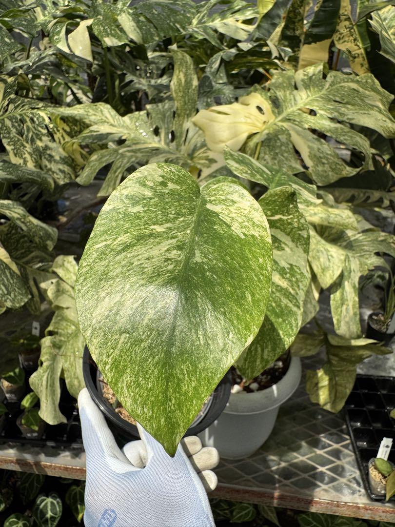 モンステラ レガシー カット苗 しっかり発根・健康株 – JolieNursery