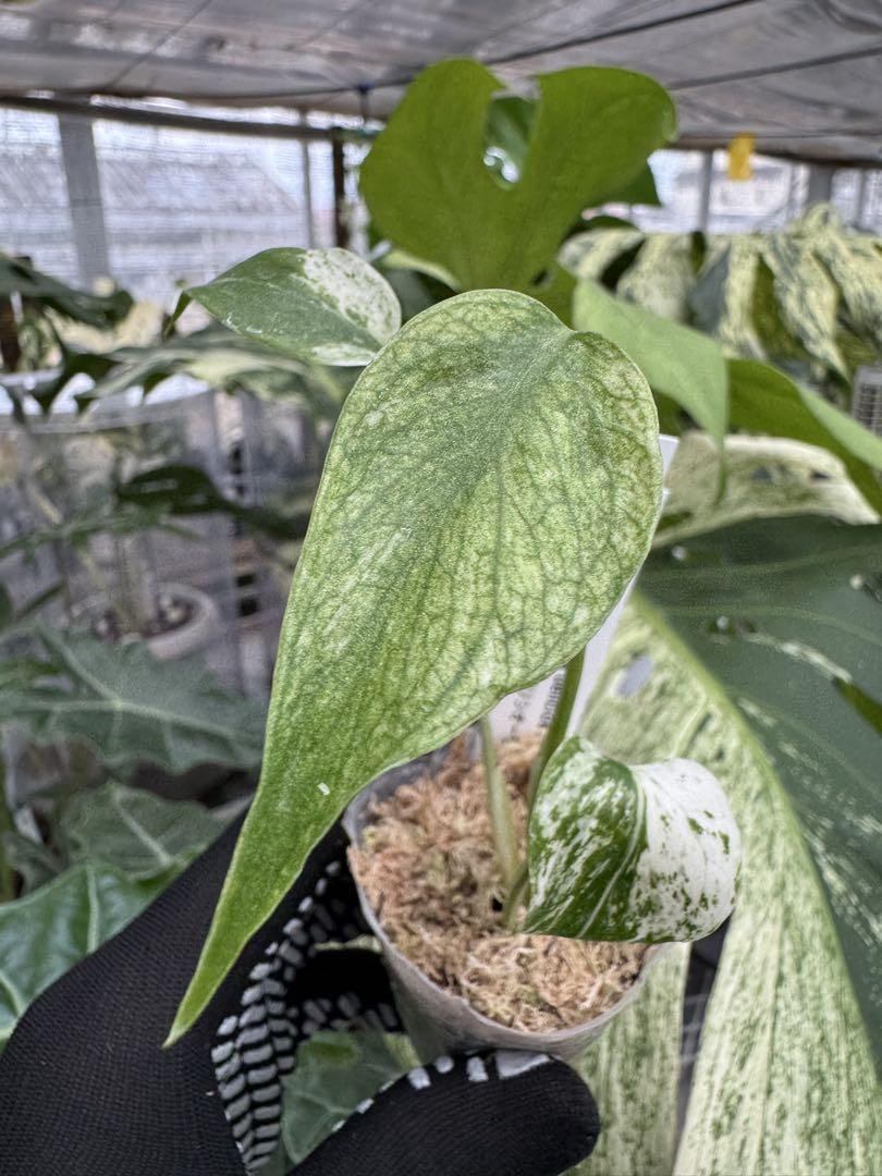 モンステラ・デリシオーサの斑入り変異種 – JolieNursery