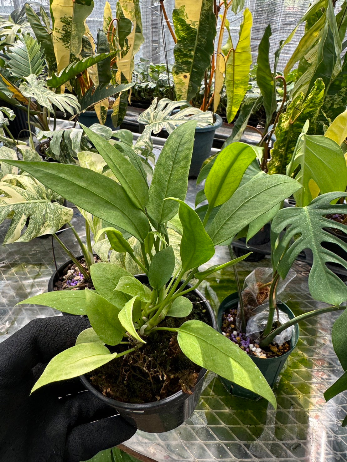 アンスリウム ビッタリフォリウム 斑入り – JolieNursery