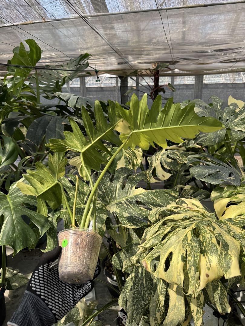 フィロデンドロン キティナ (フロリダビューティー x マヨイ