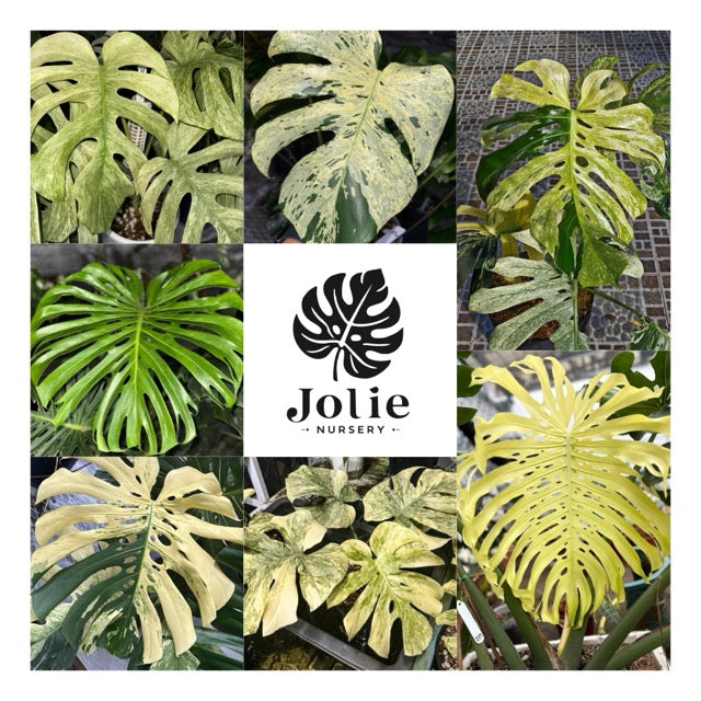 モンステラ デリシオーサ ホワイトモンスター 天津蘭 斑入り 3号 希少