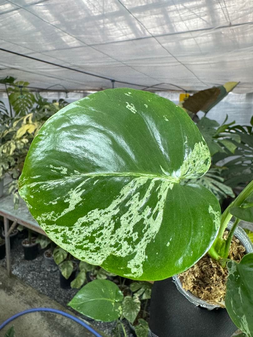 MB4 モンステラ デリシオーサ ベトシオーサ 2寸ポリポット ネコポス