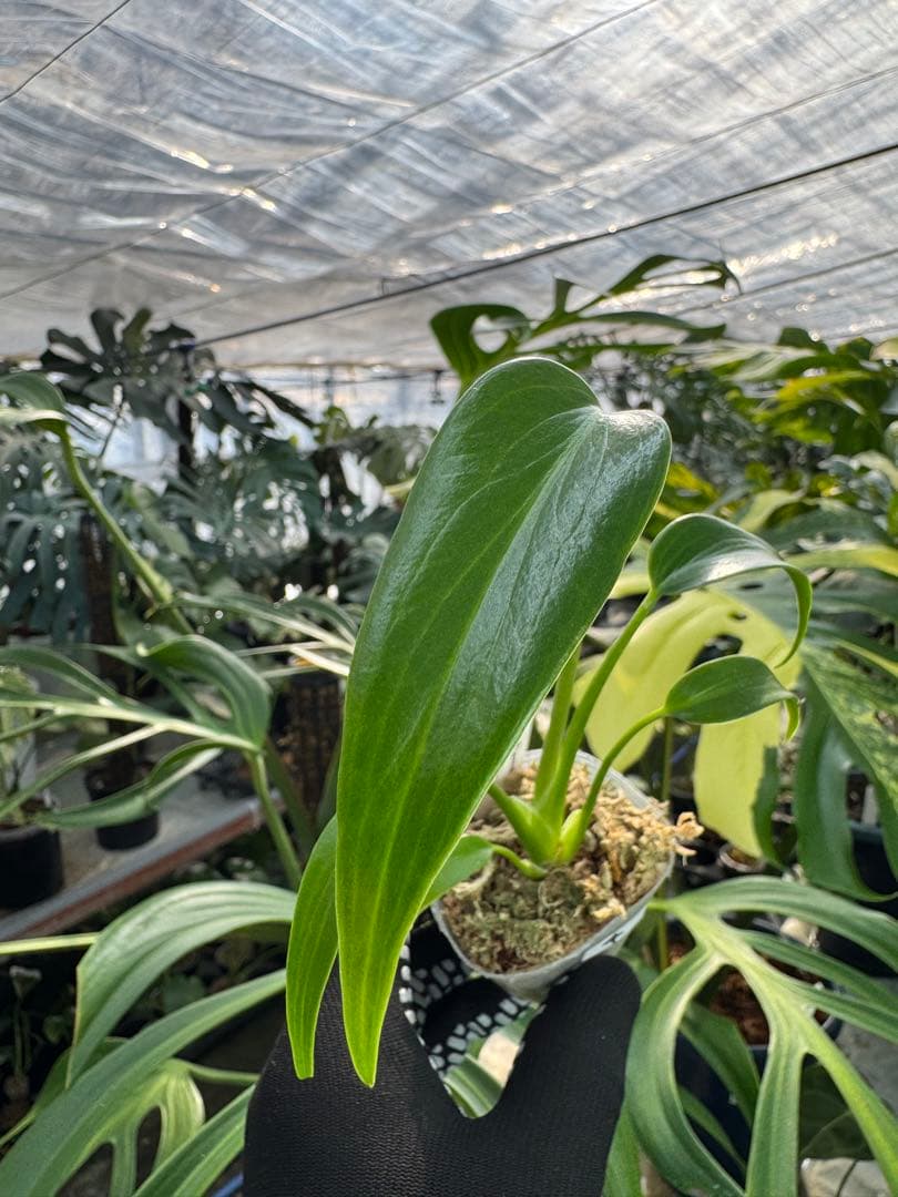 モンステラ バールマルクスフレーム 2号【深い切れ込みが美しい希少種