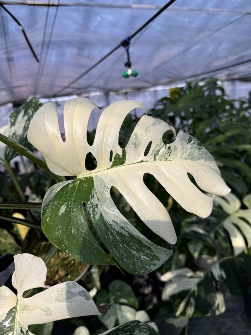 モンステラ ボルシギアナ アルボ ホワイトタイガー 斑入り 美作品