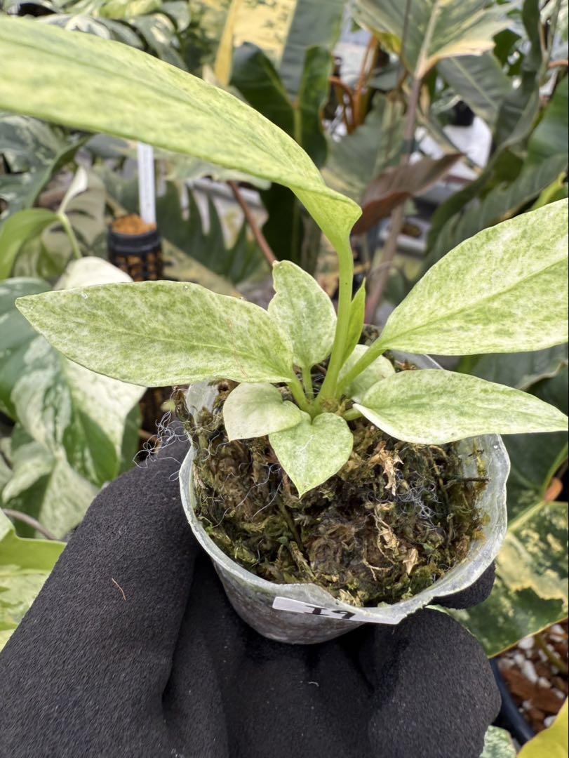 アンスリウム ビッタリフォリウム 斑入り | 2号（2寸ポリポット） 希少