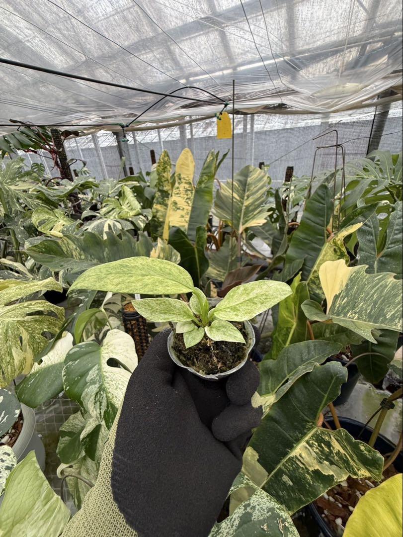 アンスリウム ビッタリフォリウム 斑入り | 2号（2寸ポリポット） 希少