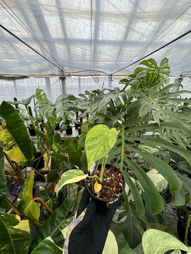 極上黄斑】モンステラ・デリシオーサ 'イエローマリリン'（イエロー