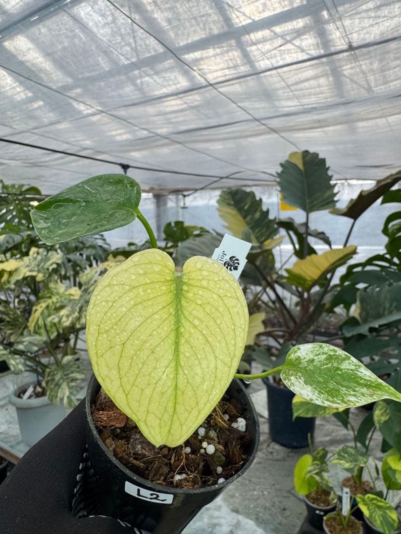 モンステラ デリシオーサ ホワイトモンスター 天津蘭 斑入り 3号 希少