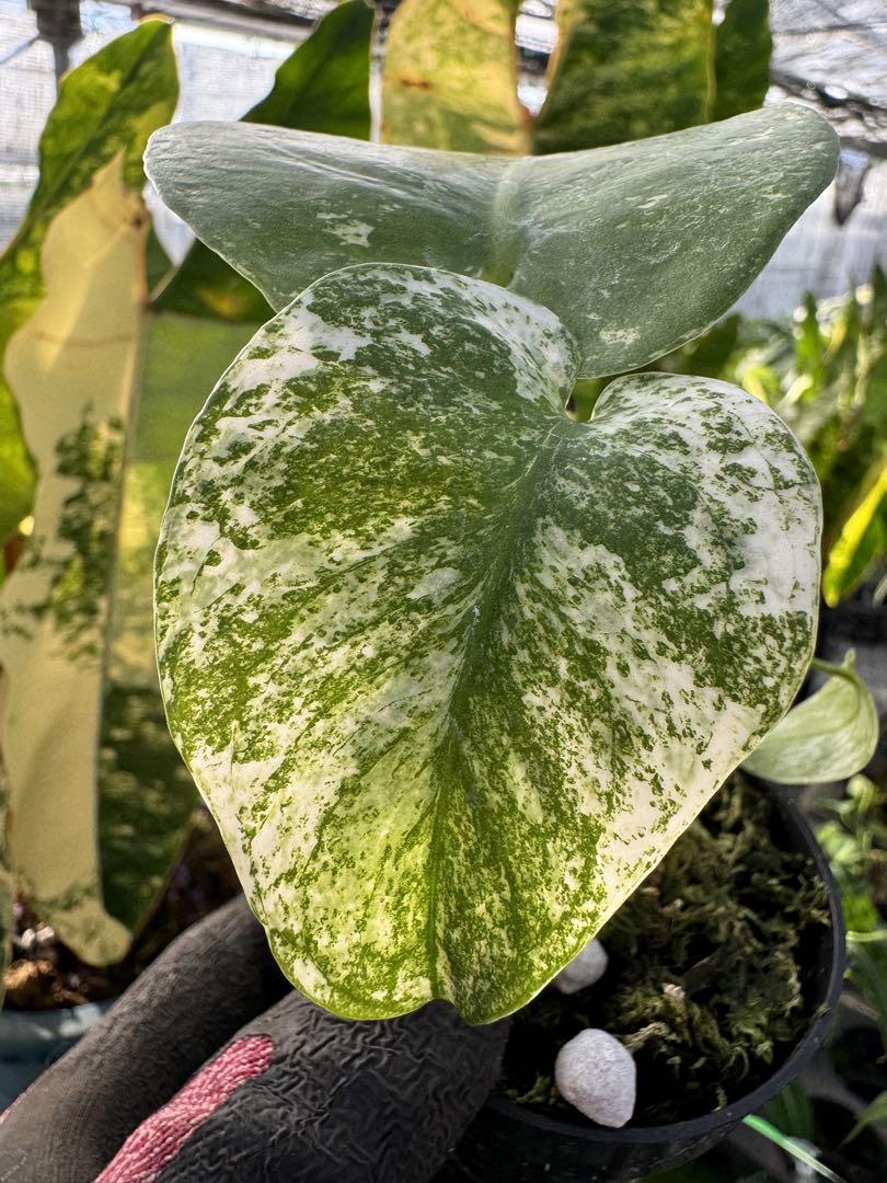 モンステラ・デリシオーサの斑入り変異種 – JolieNursery