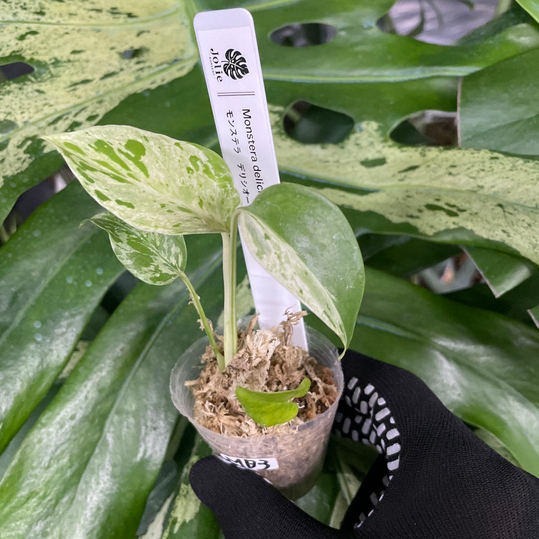 モンステラ デリシオーサ ベトシオーサ – JolieNursery