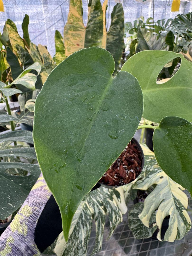 モンステラ デリシオーサ コンパクタ – JolieNursery