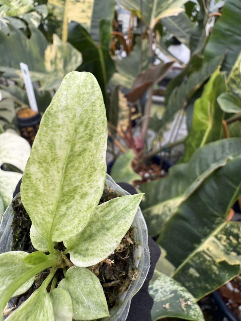 アンスリウム ビッタリフォリウム 斑入り | 2号（2寸ポリポット） 希少