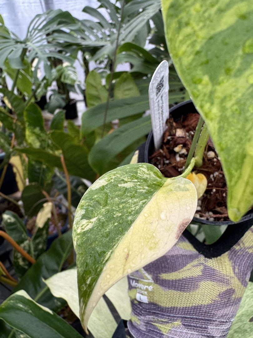 極上黄斑】モンステラ・デリシオーサ 'イエローマリリン'（イエロー