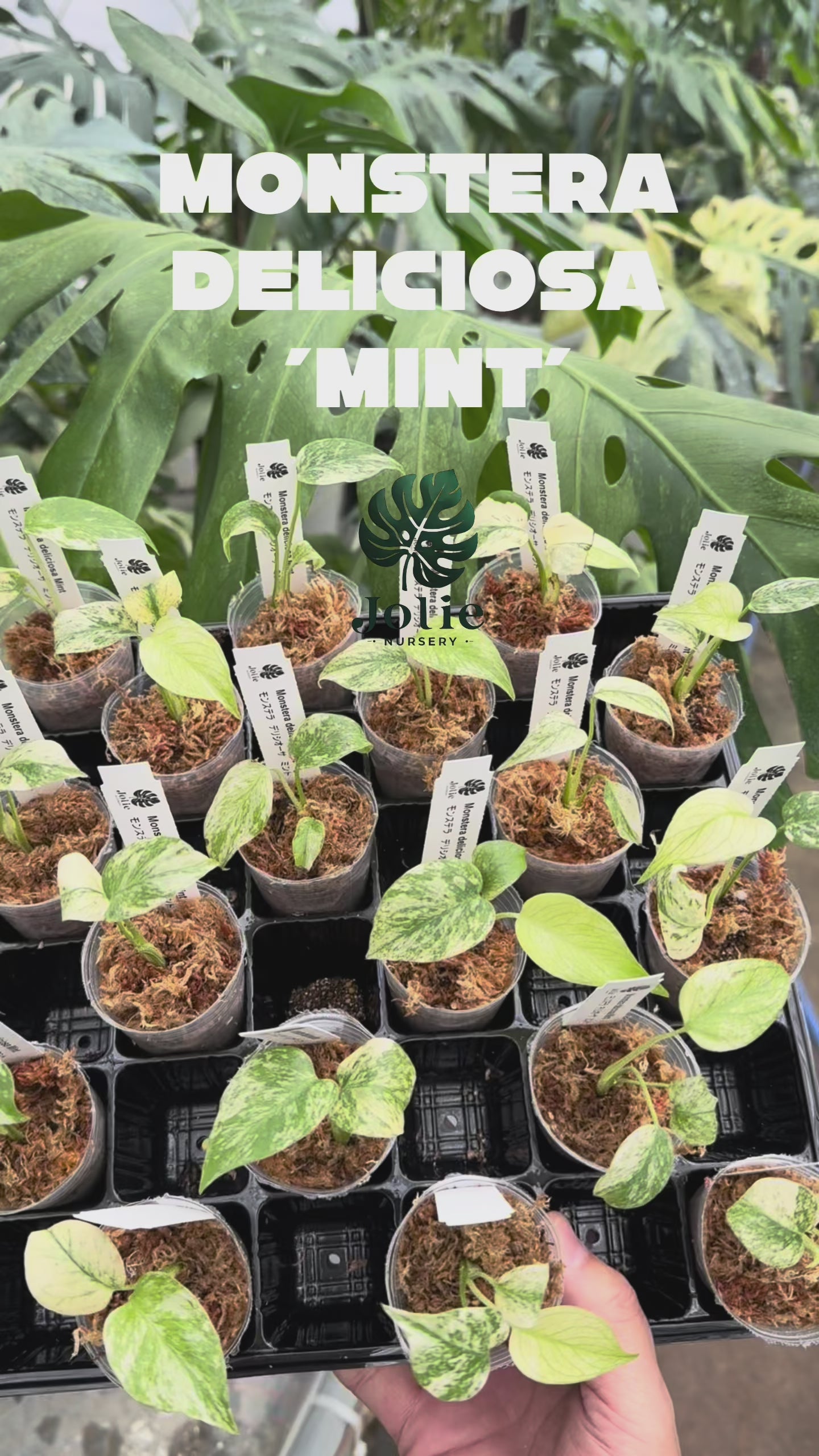 希少種】モンステラ デリシオーサ ミント｜2号（2寸ポリポット