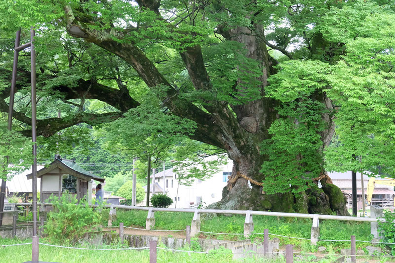 欅（ケヤキ）-【上手工作所の木カタログ】 – 上手工作所