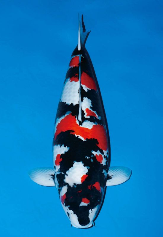 昭和三色 - 錦鯉の品種 - 全日本錦鯉振興会