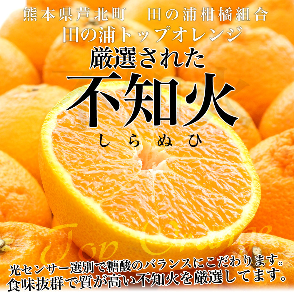 熊本県産 田の浦柑橘組合 トップオレンジ 不知火(しらぬひ) 3LからL