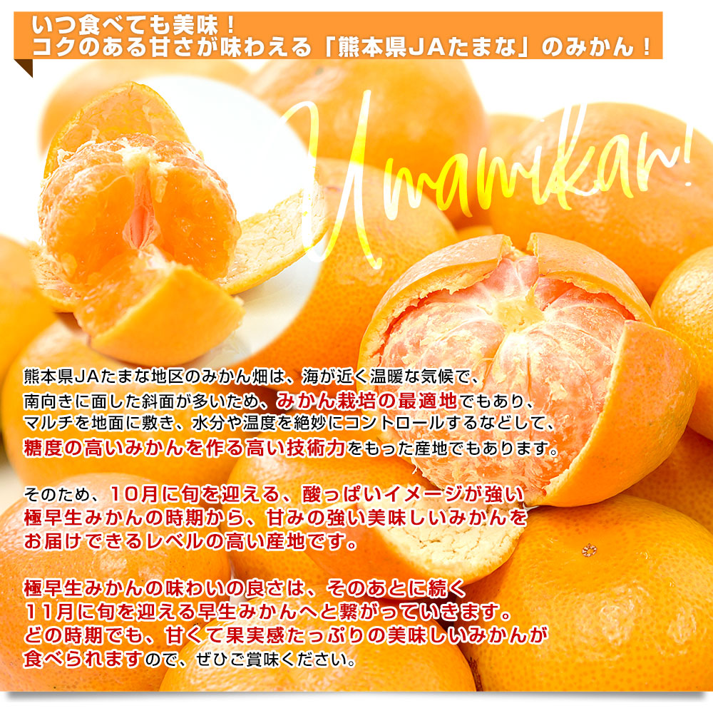 熊本県 JAたまな 糖度選抜 旨みかん(早生品種) 約4キロ SからMサイズ
