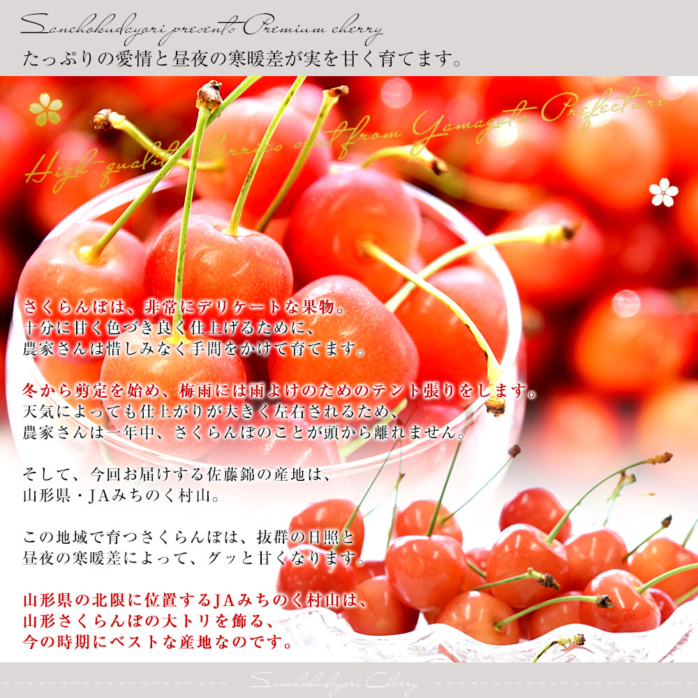 山形県産 JAみちのく村山 さくらんぼ 佐藤錦 秀品以上 大粒Lサイズ以上
