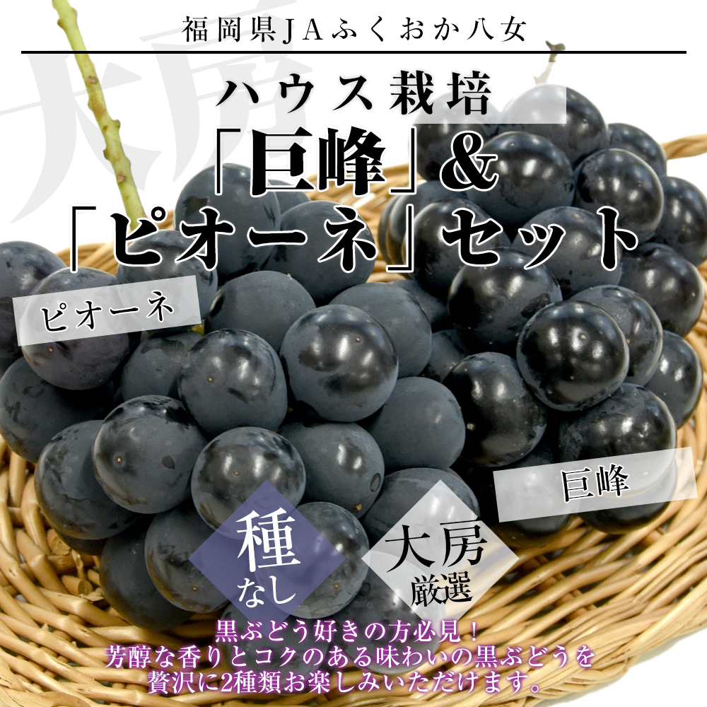 福岡県 JAふくおか八女 ハウス栽培 巨峰＆ピオーネセット 約1キロ(500g