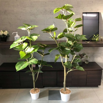 フィカスウンベラータ 人工樹木 フェイクグリーン インテリアグリーン