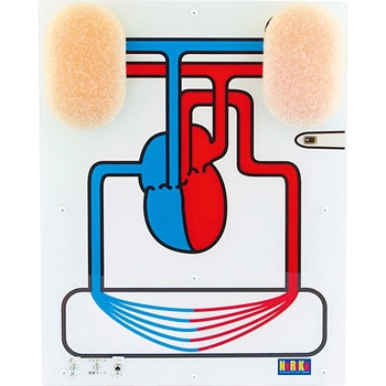 M60-4523 血液循環モデル(LED式) ナリカ 1個 M60-4523 - 【通販