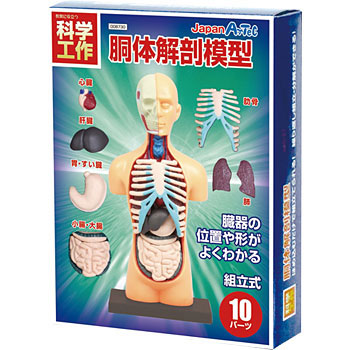 99105 人体パズル(EVA)胴体模型20セット(ケース入 1ケース(20個