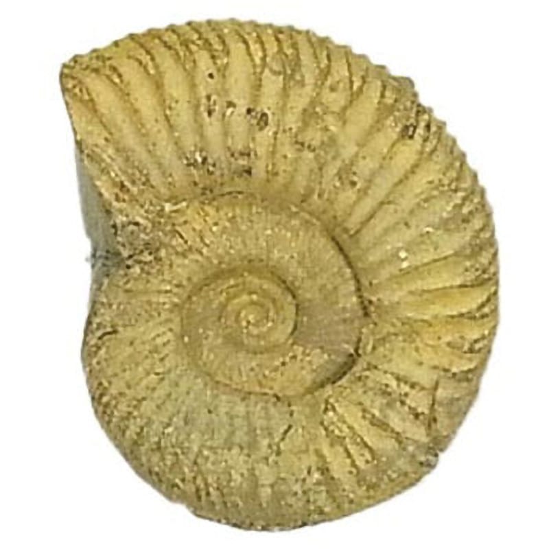 アンモナイト 化石標本 1個 ケニス 【通販モノタロウ】