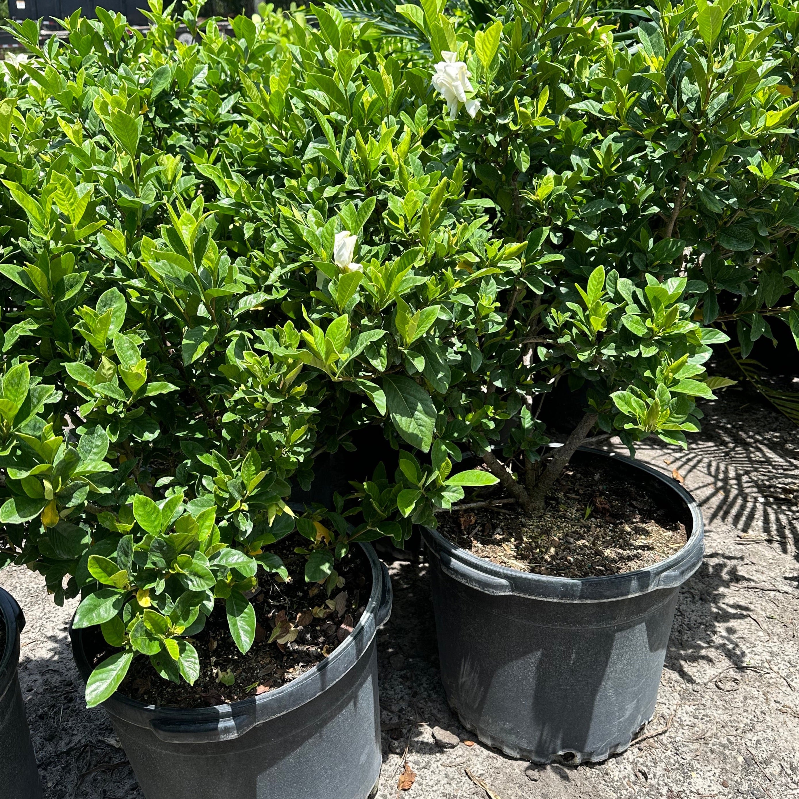 Gardenia 'Miami Supreme' – Jungle Plants