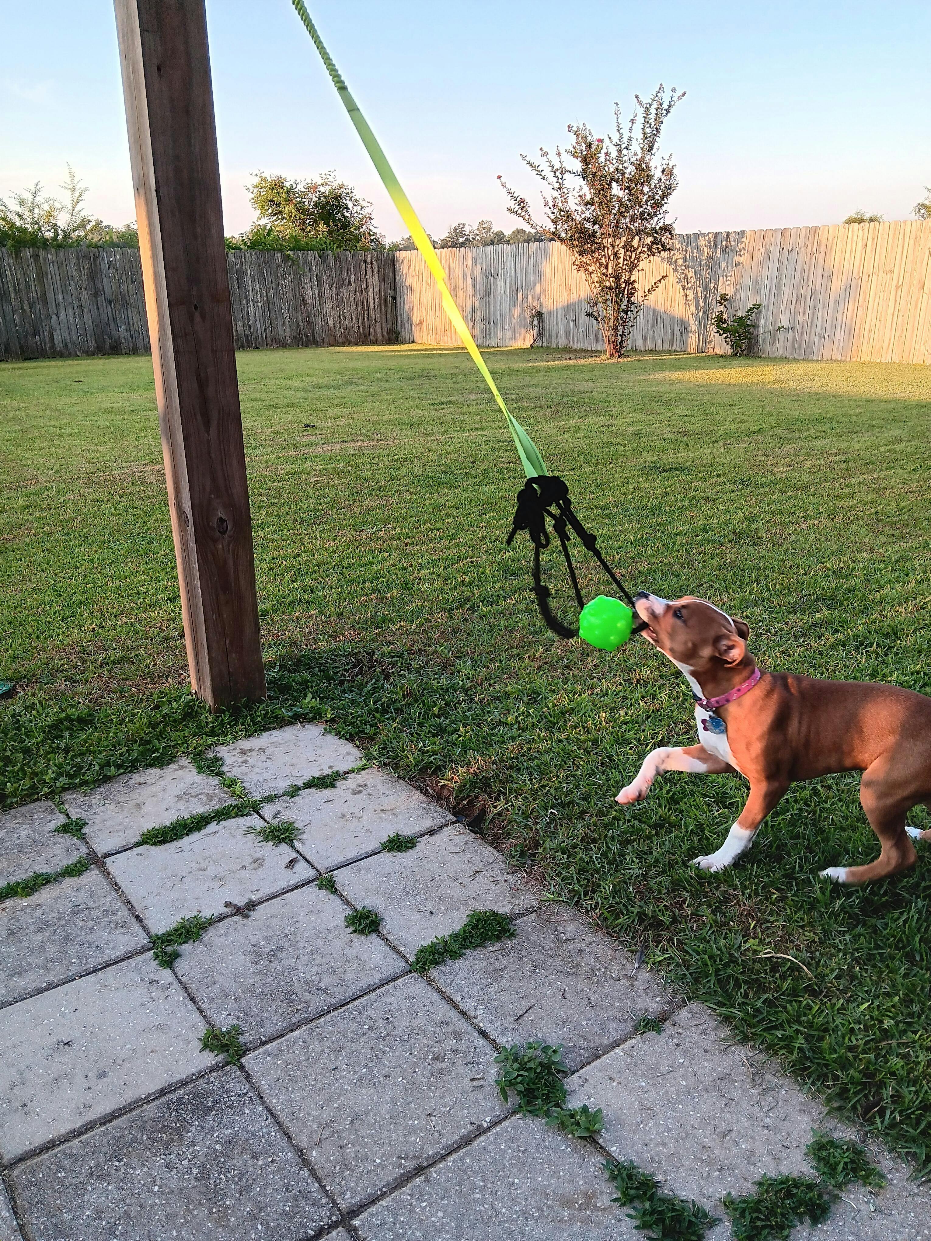 Tree Tugger Interactive Bungee Dog Toy — Jeffers