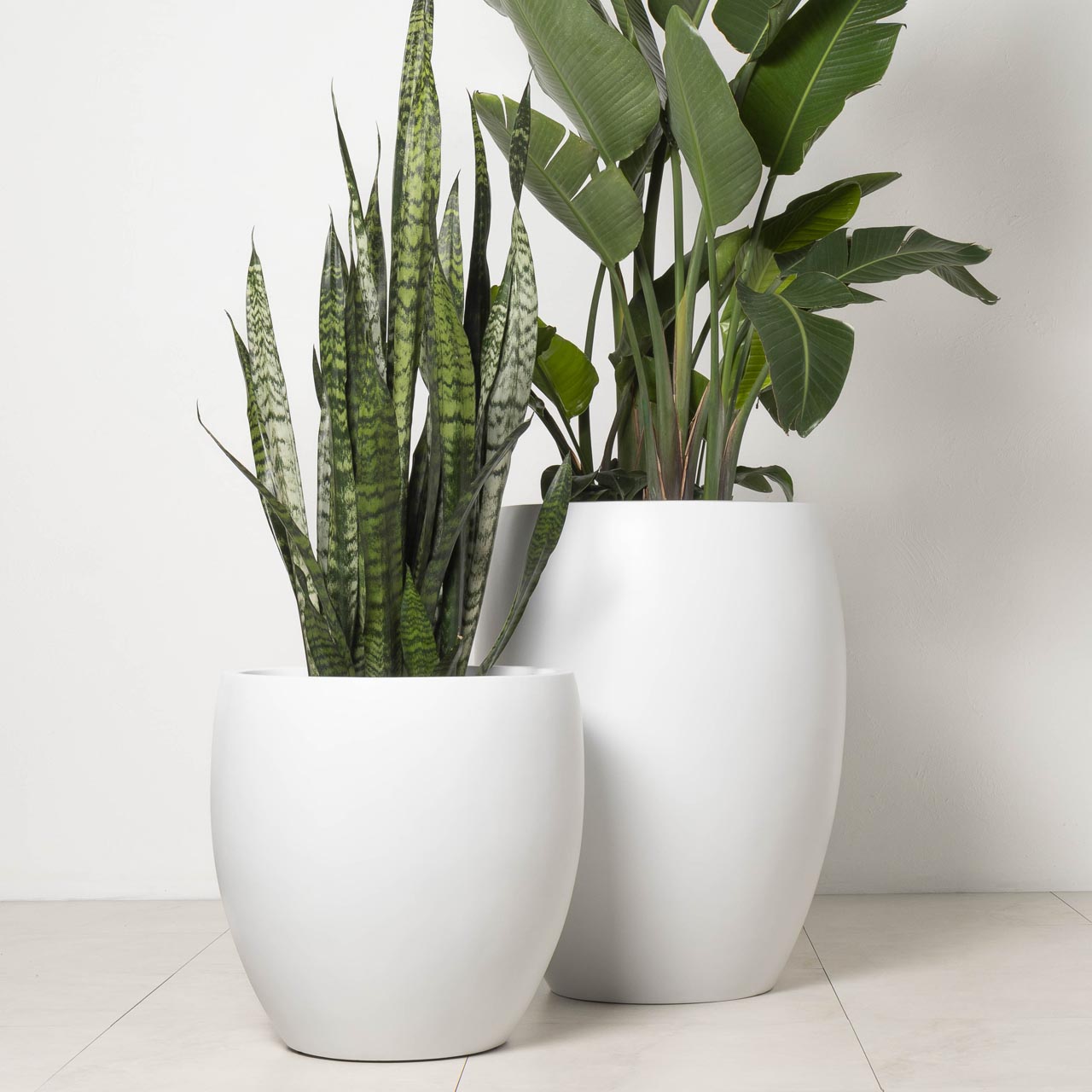 Newmarket Egg | Just Add Plants