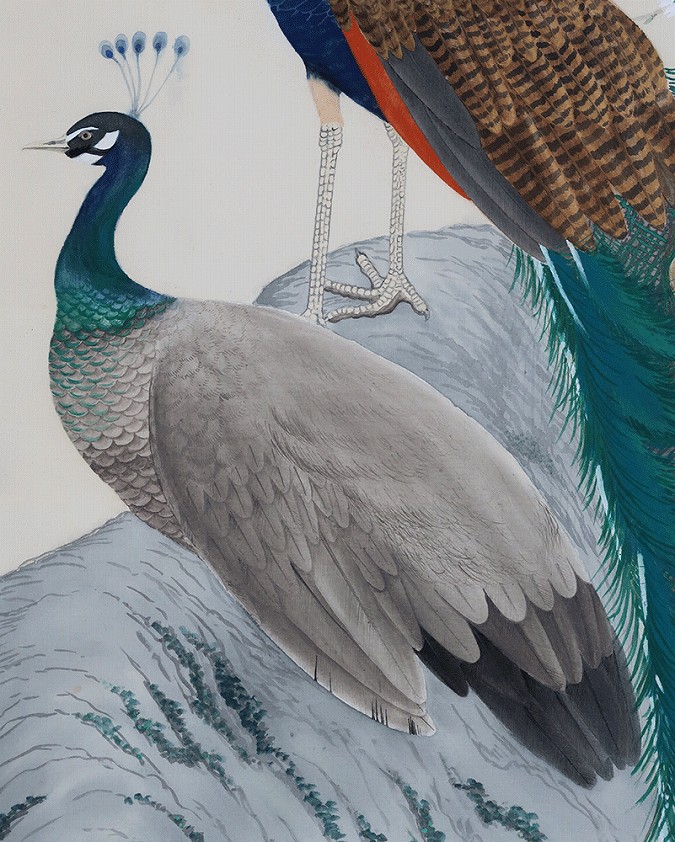 大峰 孔雀（大幅） | 掛軸(掛け軸)販売／表装ご依頼は掛軸いっぷく掛軸